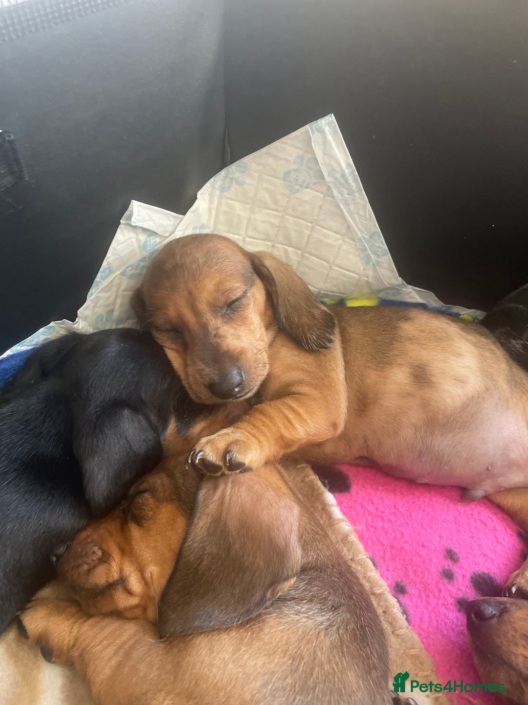 Dachshund dogs for sale: Exceptional dachshunds  - Image 4