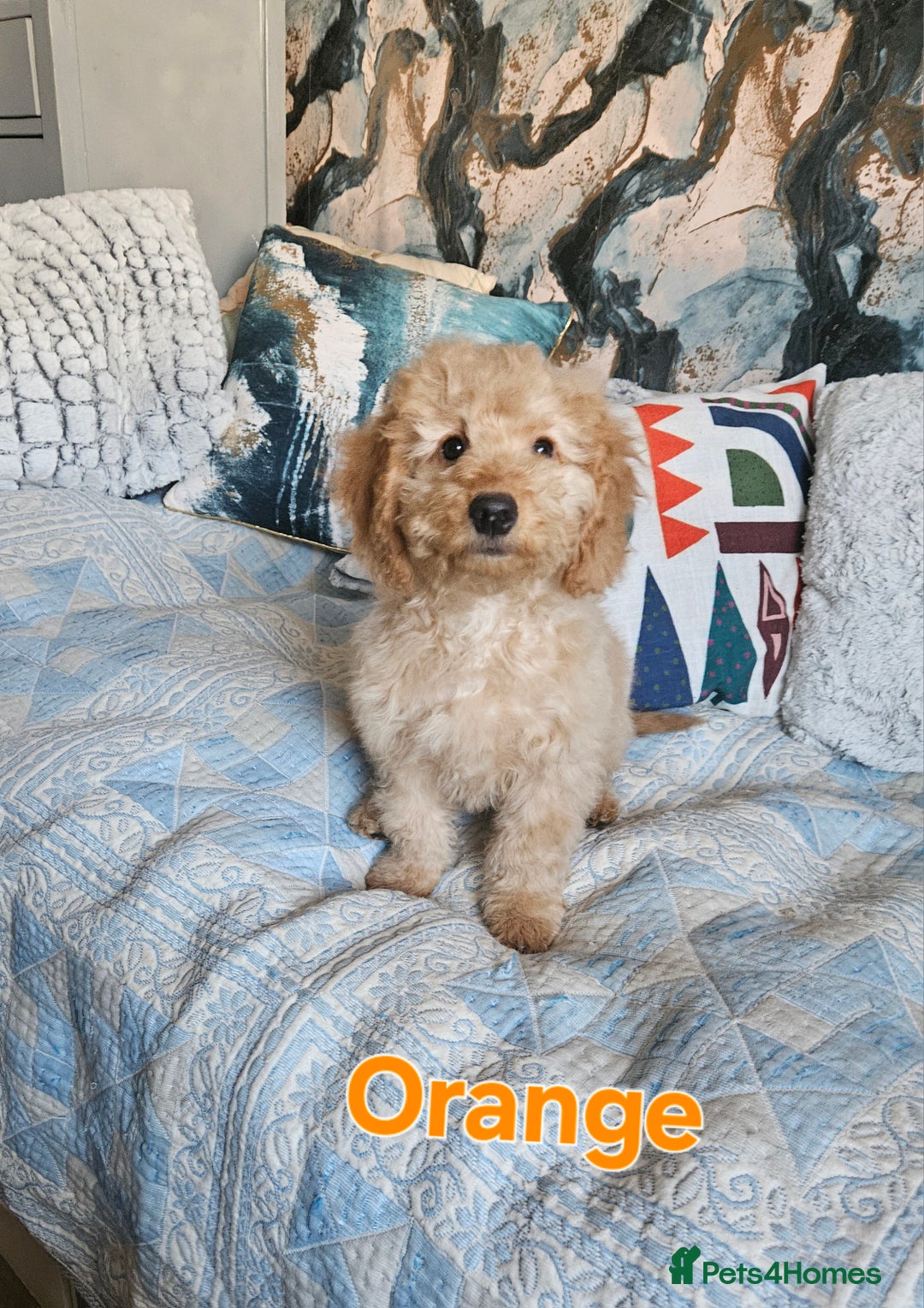 Cockapoo dogs for sale: Cockapoo - Advert 9