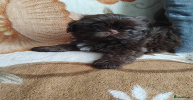Shih Tzu dogs - Advert 7