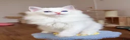 Ragdoll cats for sale: Ready To Leave Blue Lynx Ragdoll 💙Deep Blue Eyes - Advert 11