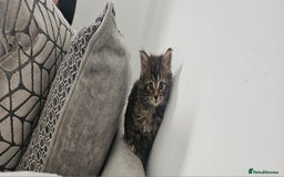 Mixed Breed cats for sale: Mixed kittens x 3  - Image 1