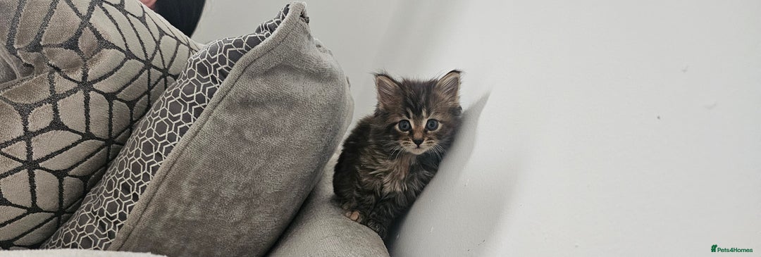 Mixed Breed cats for sale: Mixed kittens x 3  - Image 1
