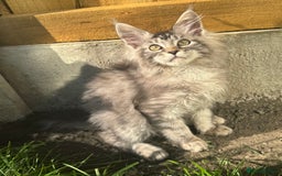 Maine Coon cats for sale: XL Maine Coon Boys Russian Line - Image 3