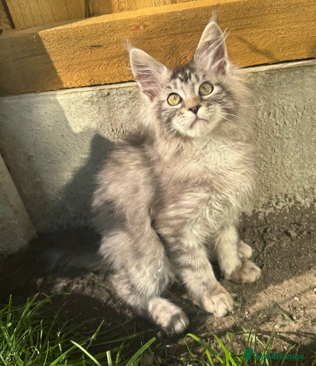 Maine Coon cats for sale: XL Maine Coon Boys Russian Line - Image 3