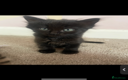 British Shorthair cats for sale: 2 kittens left been around children and dogs  - Image 4
