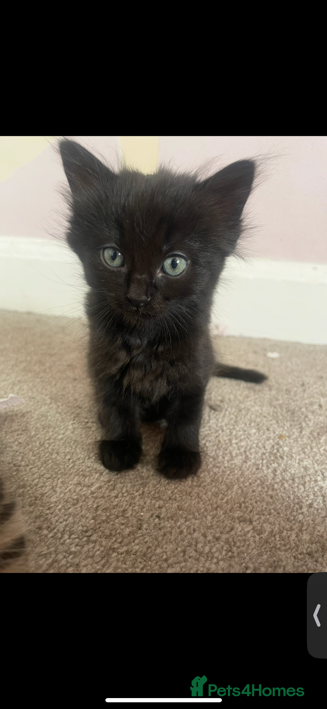 British Shorthair cats for sale: 2 kittens left been around children and dogs  - Image 4