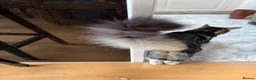 Mixed Breed cats for sale: Cuddly Mix Ragdoll Boy  - Advert 2