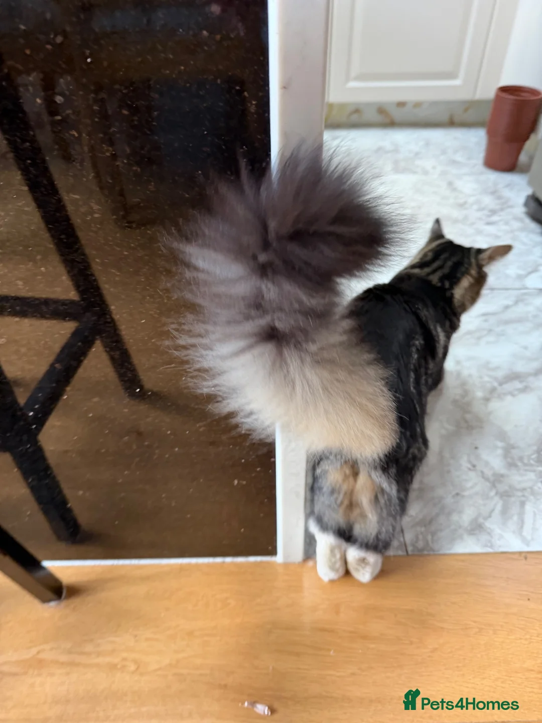 Mixed Breed cats for sale: Cuddly Mix Ragdoll Boy  - Advert 2