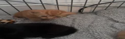 Mixed Breed cats for sale: Tortishell queen has had beautiful babies - Advert 2