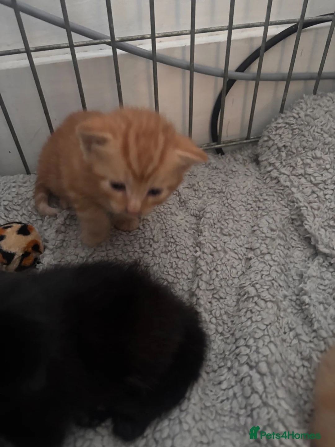 Mixed Breed cats for sale: Tortishell queen has had beautiful babies - Advert 2