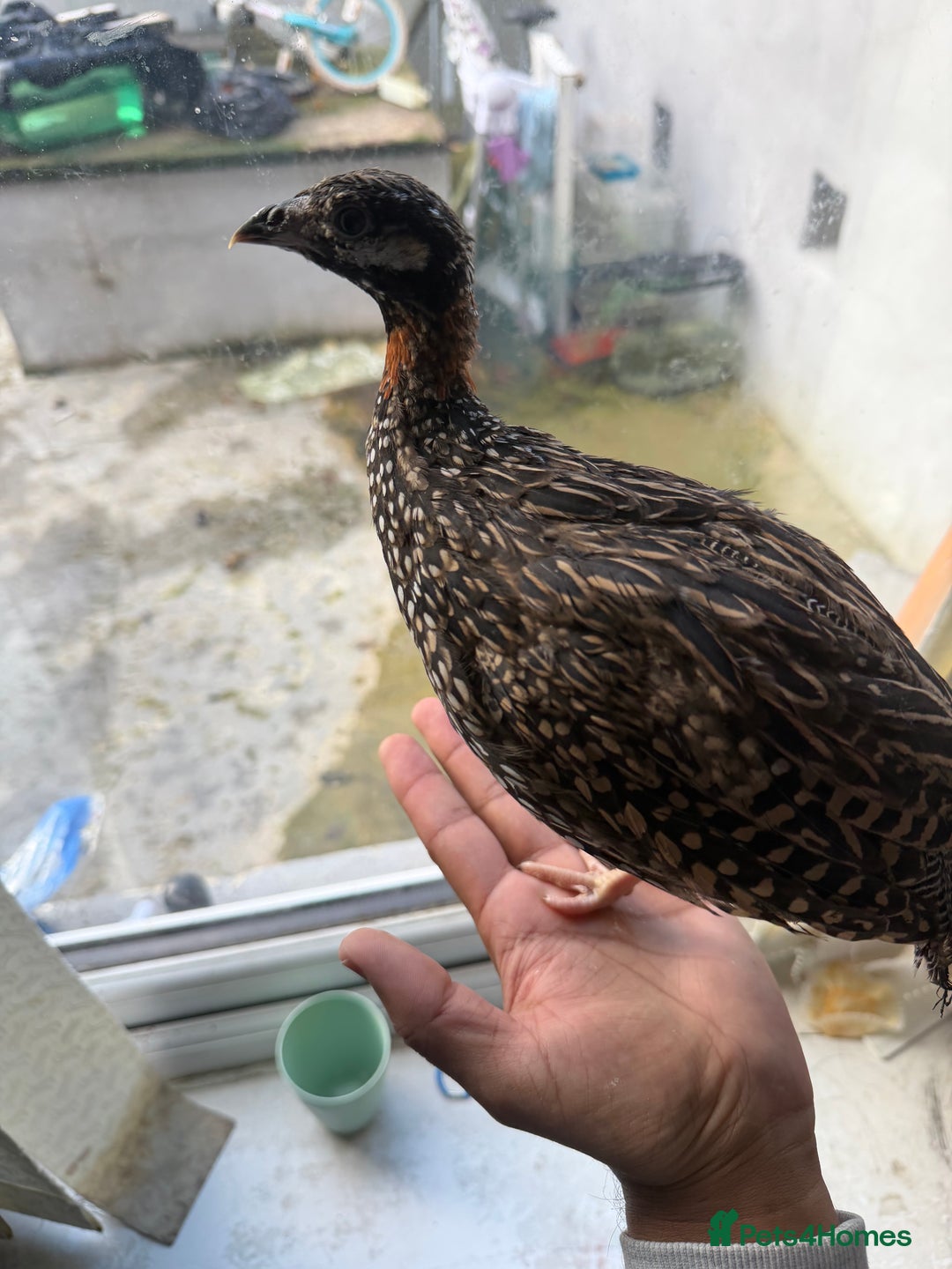 Mixed Breed birds for sale: Black francolin kala teeter  - Advert 3