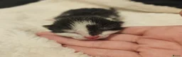Mixed Breed cats for sale: 8 Beautiful Kittens – Deposits Now Being Taken - Advert 8