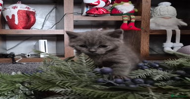 British Shorthair cats - Advert 5