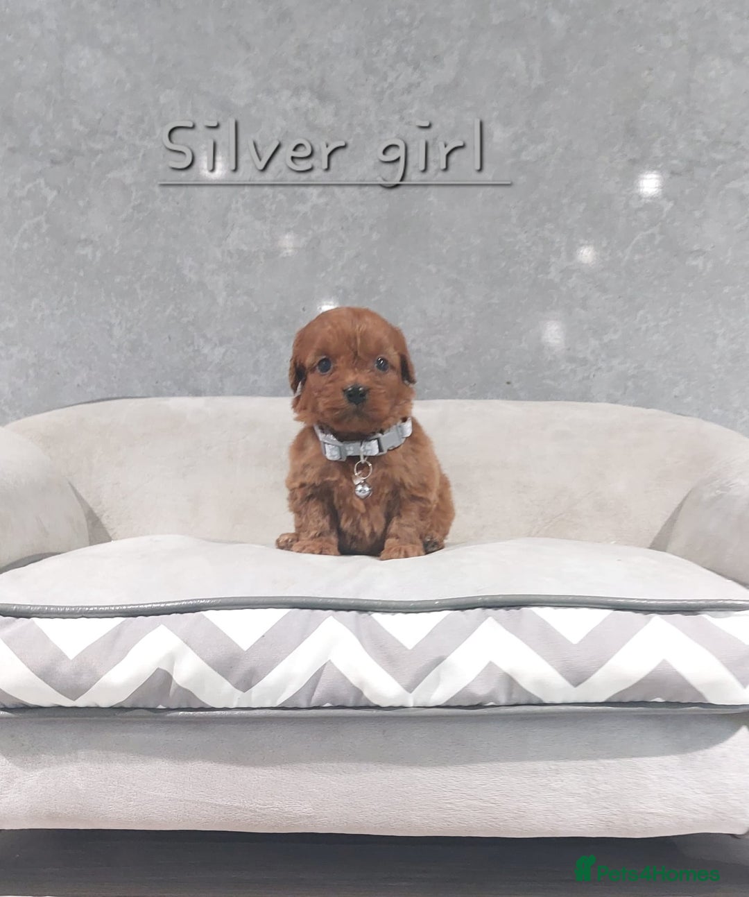 Cavapoo dogs for sale: Beautiful F1 Cavapoo puppies 🥰 - Advert 9