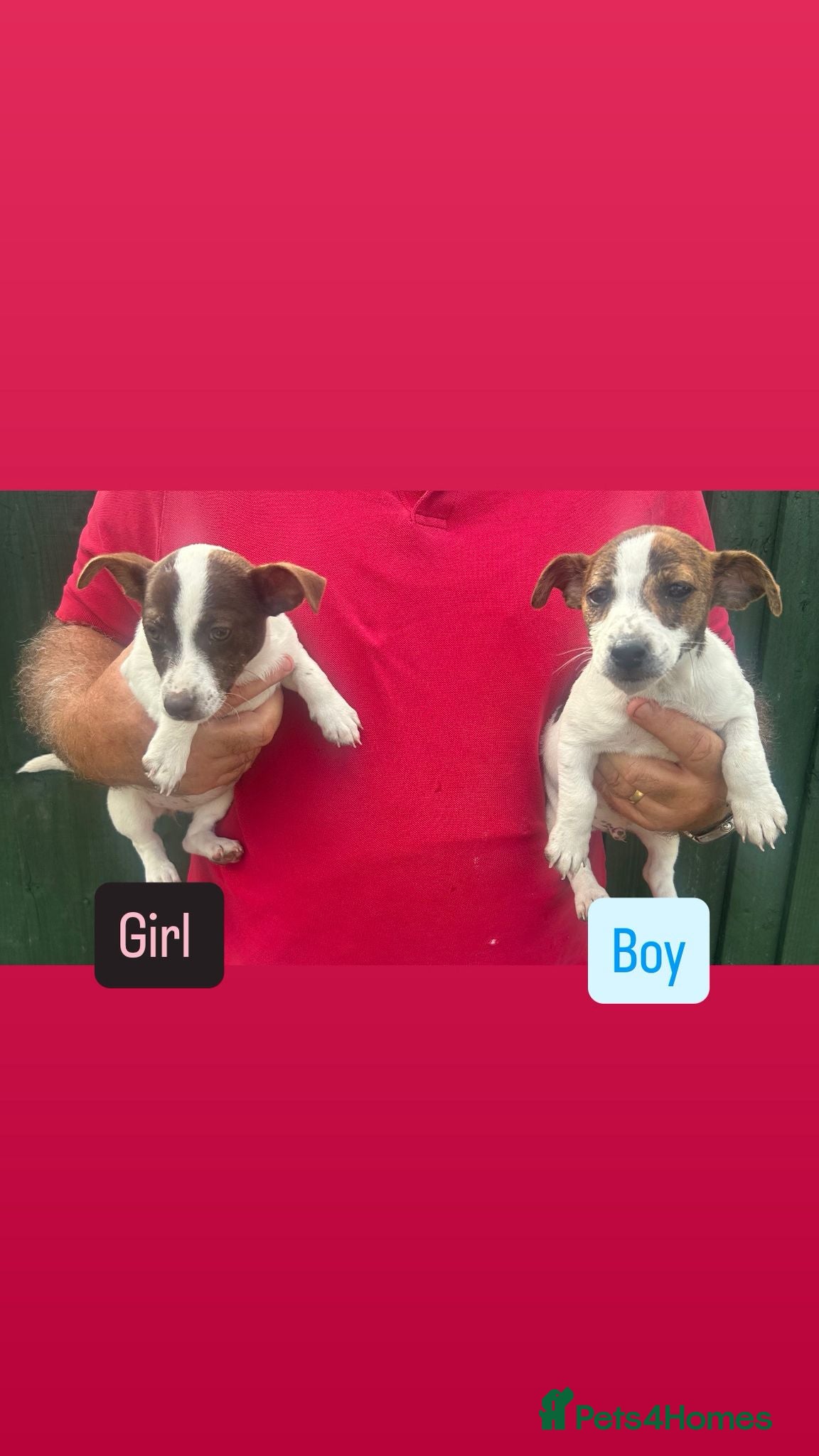Jack Russell dogs Jack Russell puppies  - Advert 1