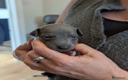 Italian Greyhound dogs for sale: Blue Italian Greyhound Puppies KC reg - Image 11
