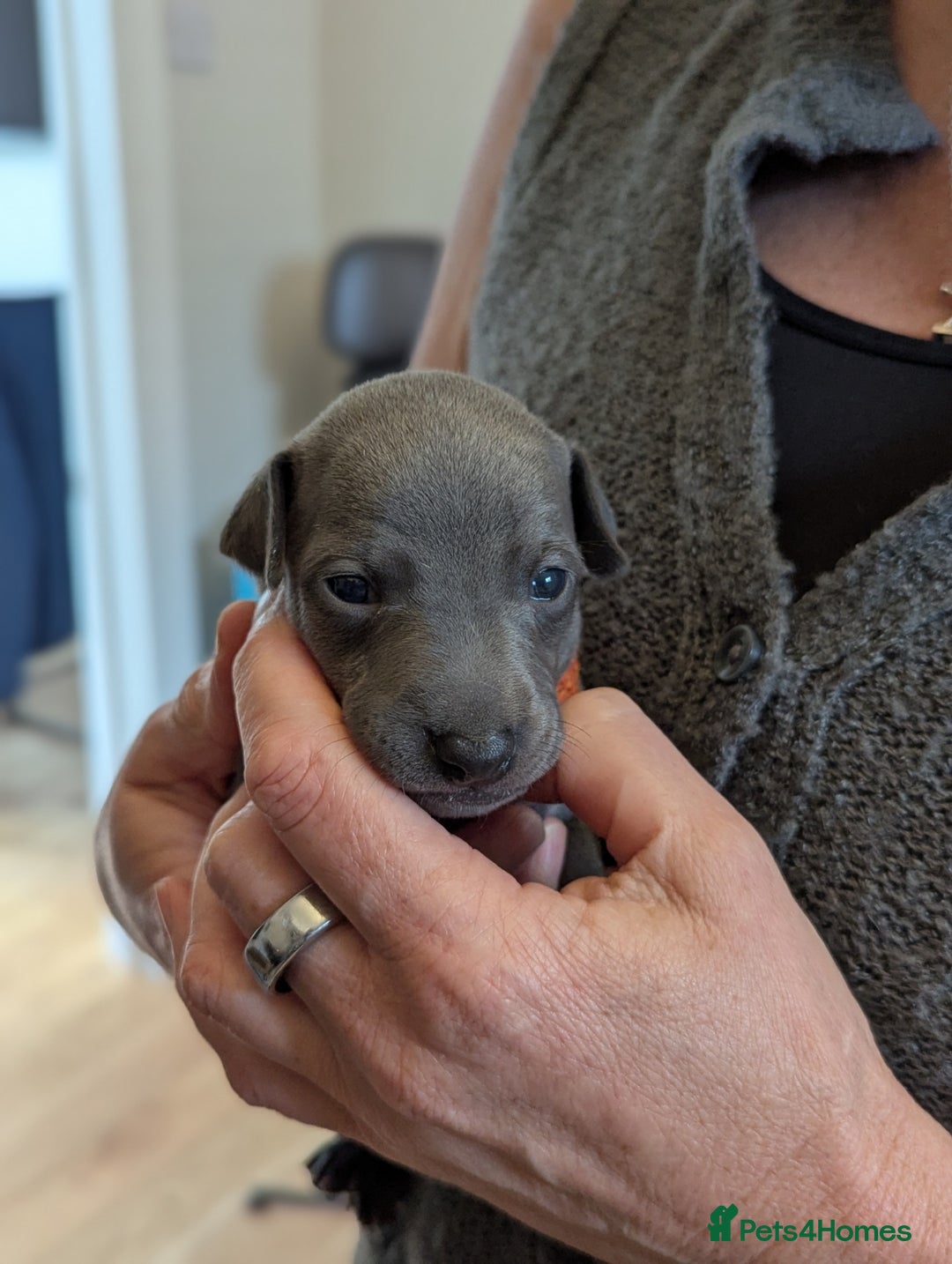 Italian Greyhound dogs for sale: Blue Italian Greyhound Puppies KC reg - Image 11