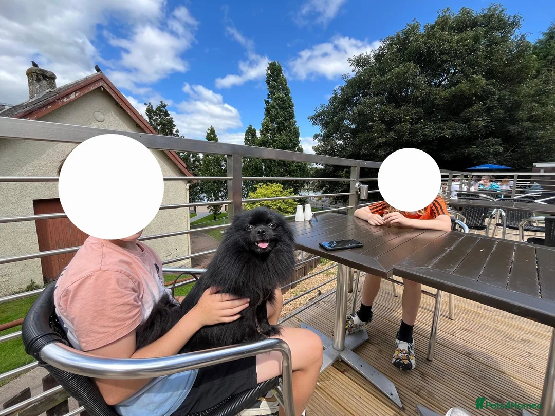 Pomeranian dogs for sale: Pominarian  - Advert 2