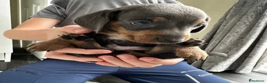 Miniature Dachshund Puppy 6