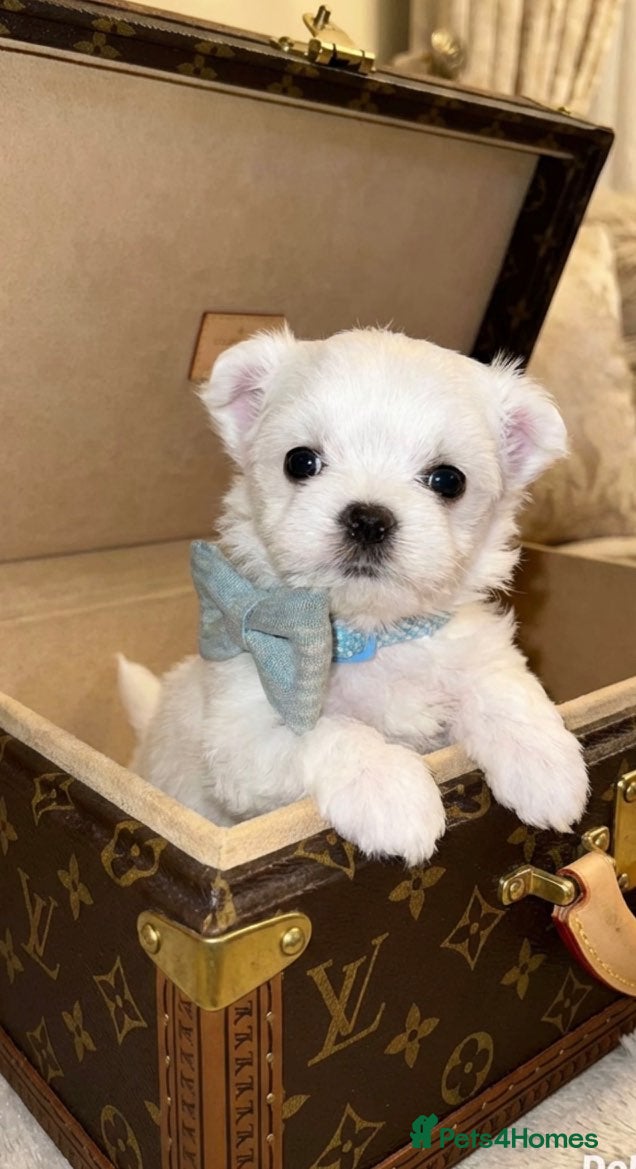 Maltipoo dogs 🤍 exquisite f1b Maltipoos exceptional quality 🤍 - Advert 4