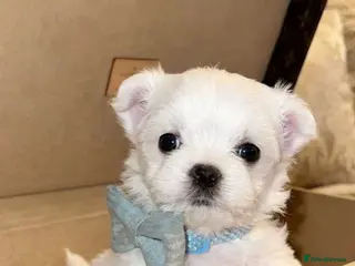 Maltipoo dogs 🤍 exquisite f1b Maltipoos exceptional quality 🤍 - Advert 4