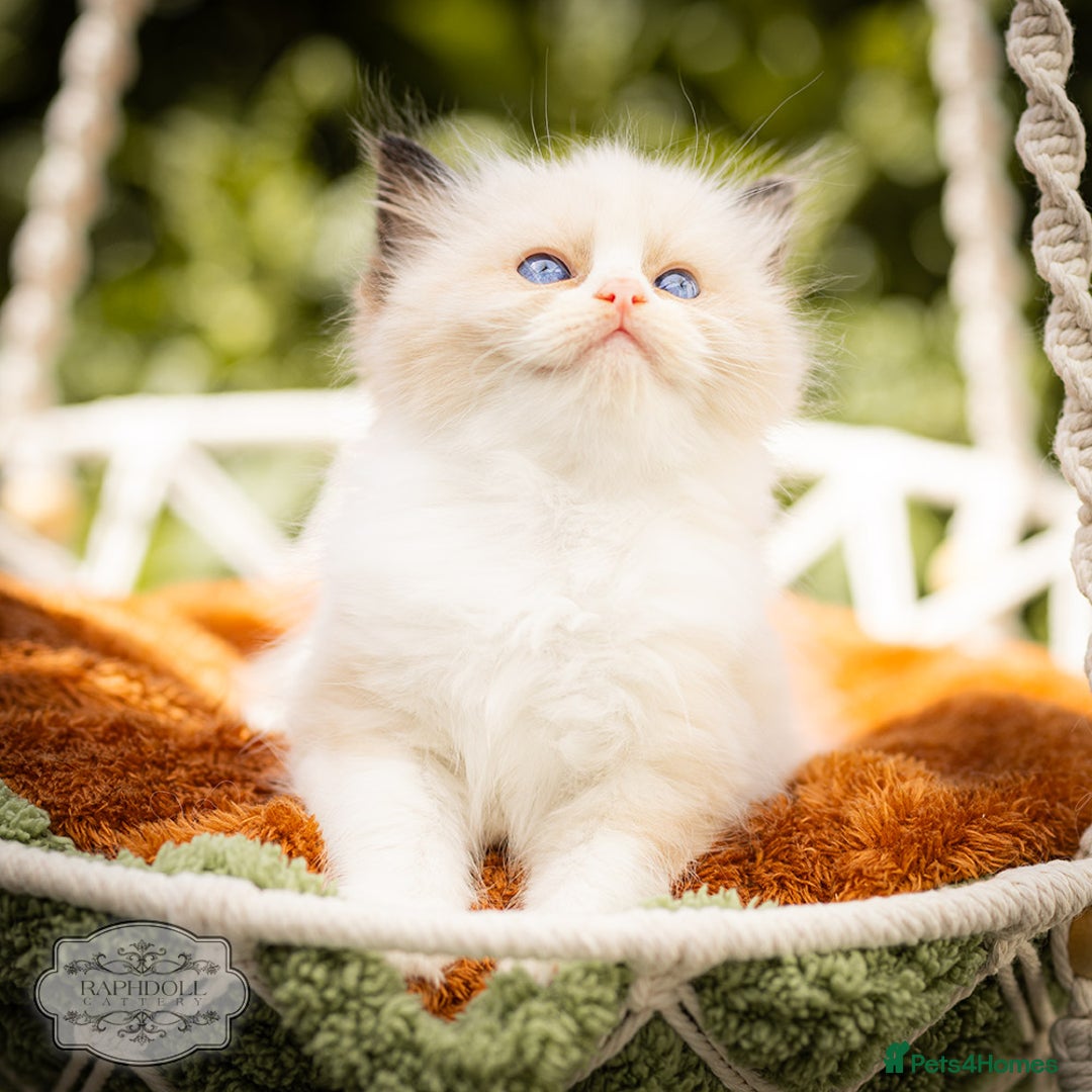 Ragdoll cats for sale: Ragdoll Bicolor Kitten Girl LPBD TICA SHOW - Image 2