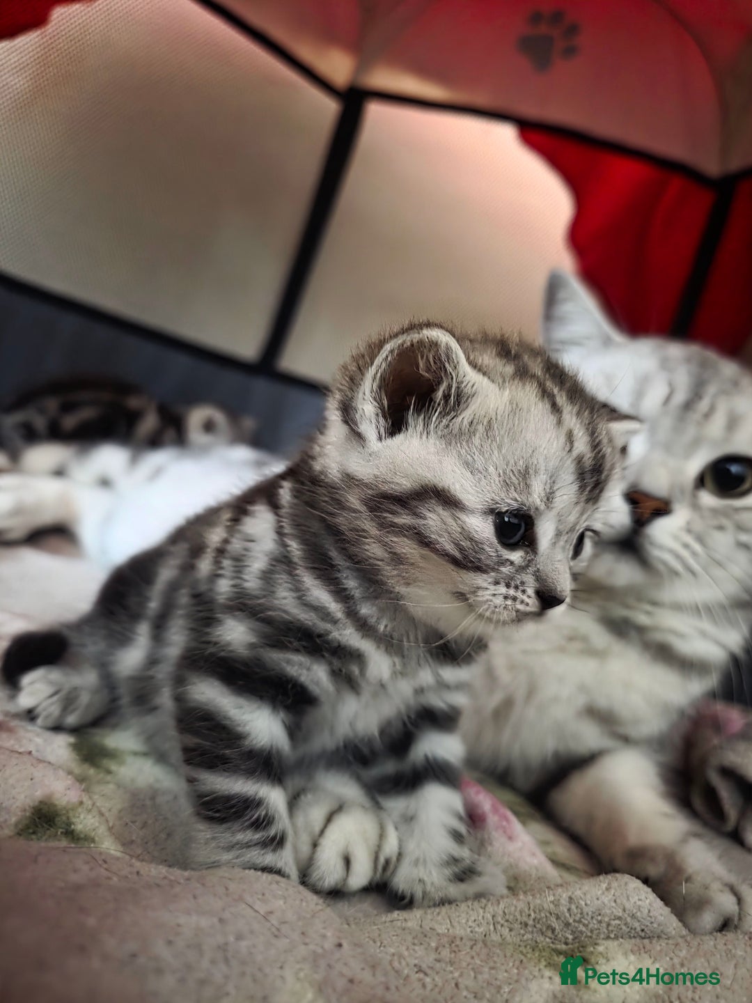 British Shorthair cats for sale: BSH Silver Tabby  - Image 29