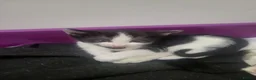 Domestic Shorthair cats for sale: 3 beautiful kittens in York - Advert 5