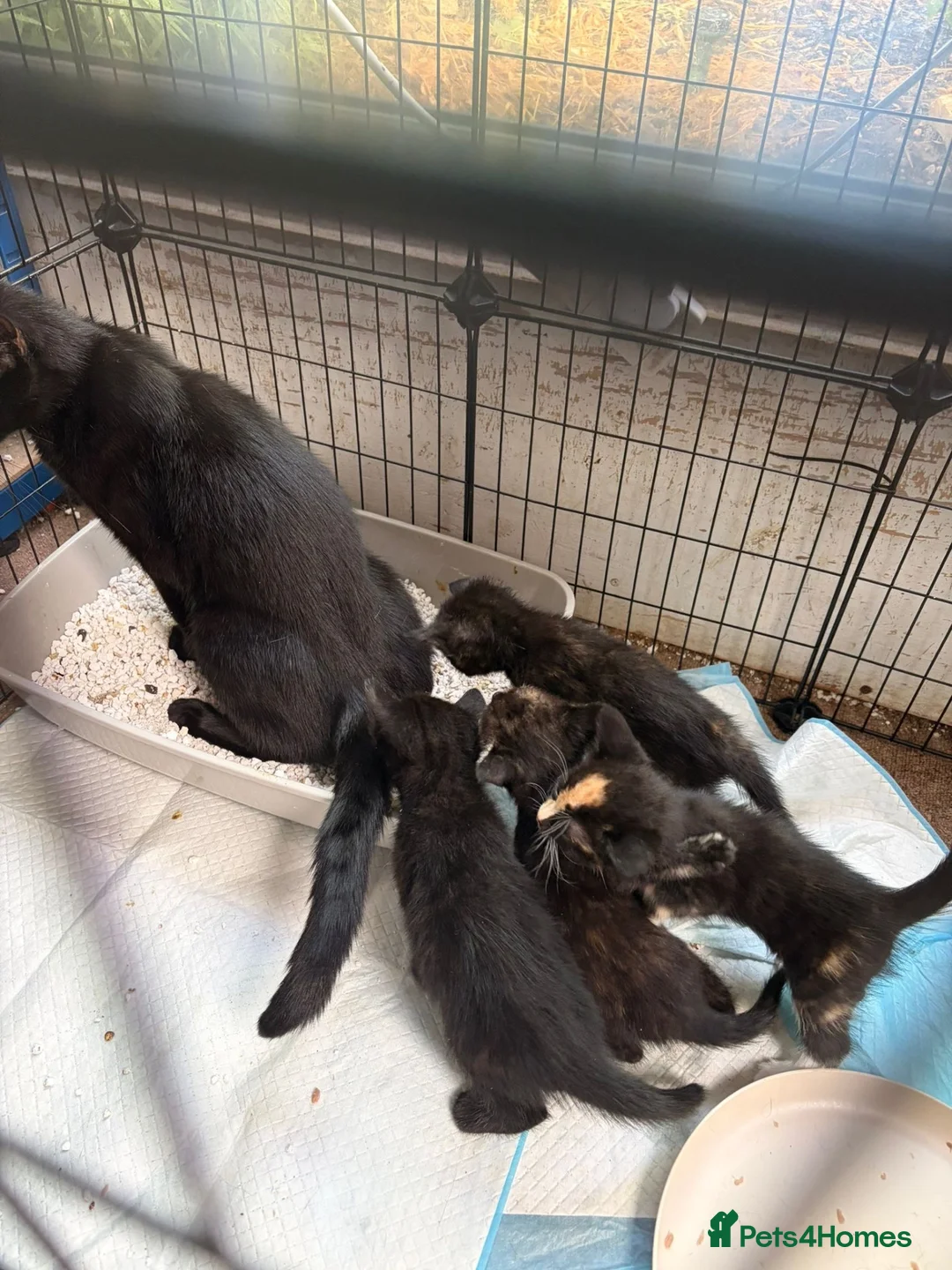 Mixed Breed cats for sale: Gorgeous Calico/Tortie/Tux Kittens - Advert 2