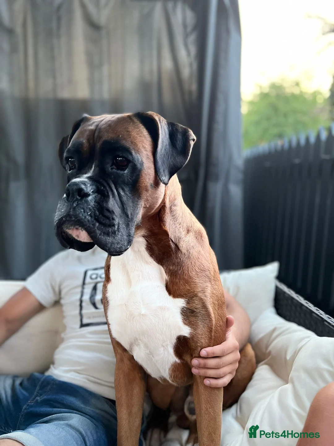 Boxer dogs for stud: Boxer for Stud in Grays - Advert 2