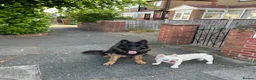 French Bulldog dogs for sale: Fresh bulldog - Advert 3