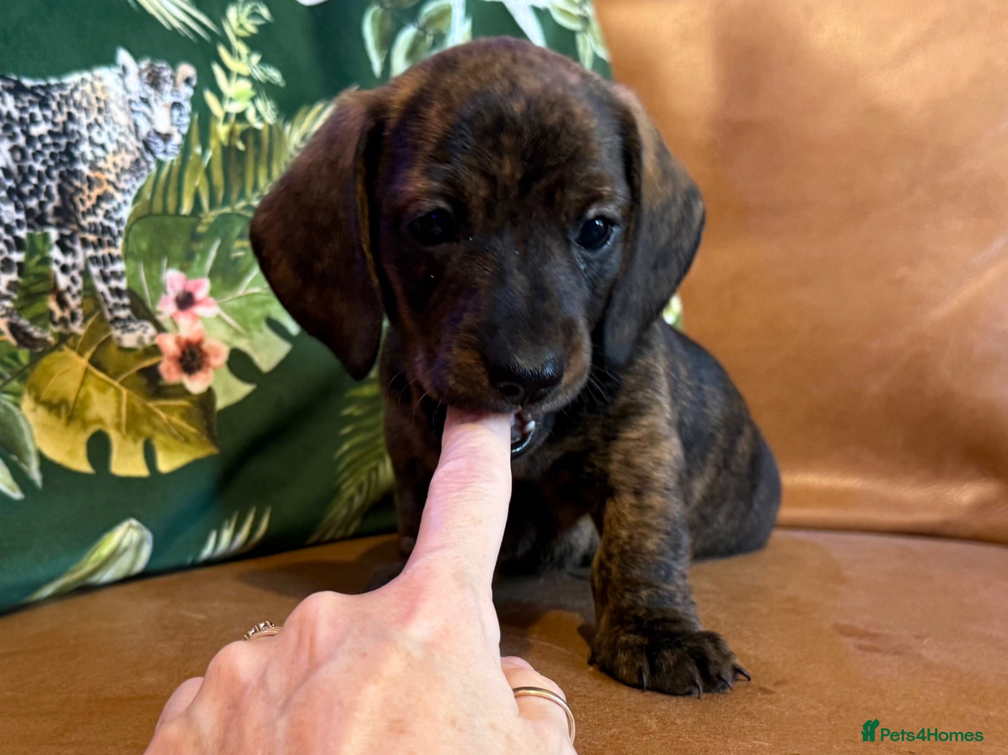 Miniature Dachshund dogs PRA clear IVDD IDC - 0 brindle mini dachshund pups - Advert 15