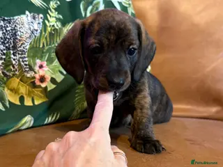 Miniature Dachshund dogs PRA clear IVDD IDC - 0 brindle mini dachshund pups - Advert 15