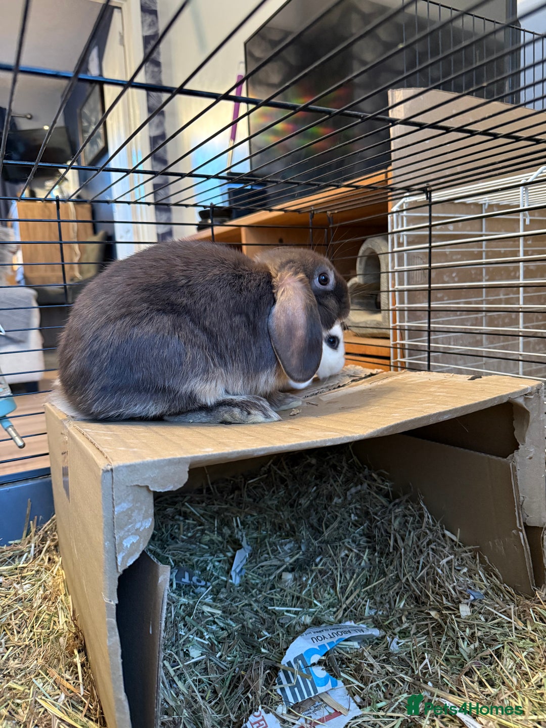 Mini Lop rabbits for sale: Two mini lop rabbits  - Advert 4