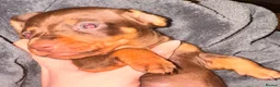 Miniature Dachshund dogs for sale: Because dachshund babies - Advert 4