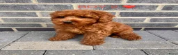 Cockapoo dogs for sale: GORGEOUS RED COCKAPOO PUPPYS 2GIRL 2BOYS READY NOW - Advert 10