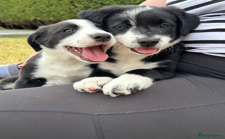 Mixed Breed dogs - Advert 14