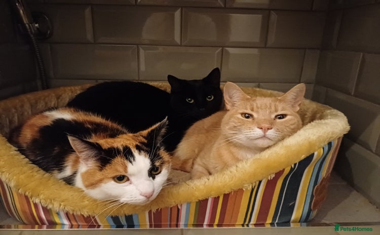 Mixed Breed cats 6 Lovely and Friendly Cats - Different colours - Advert 2