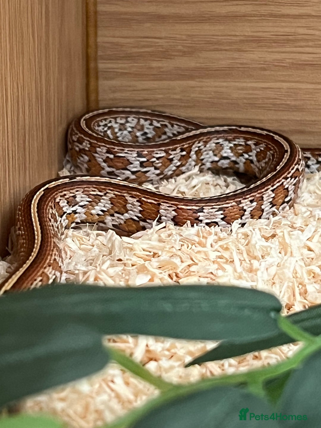 Corn Snake reptiles for sale: Two corn snakes for sale  - Image 4