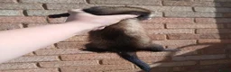 Ferret rodents for sale: 10 week old kits - Advert 10