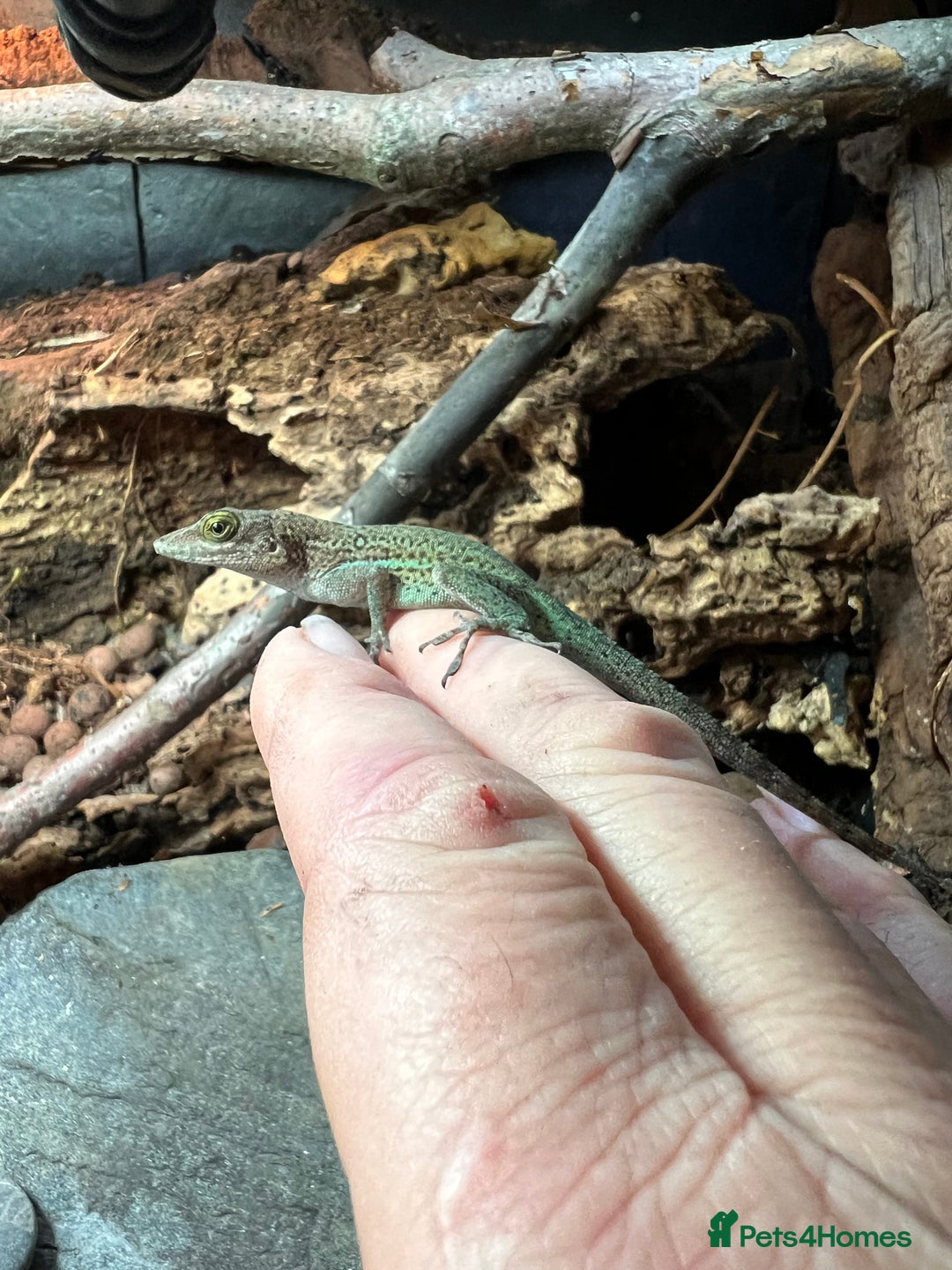 Anole reptiles for sale: Panther Anoles (Anolis Leachii) - Advert 7