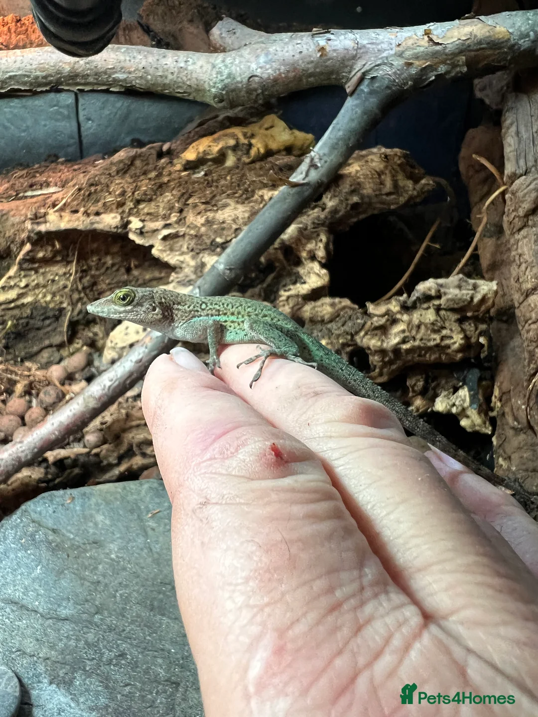 Anole reptiles for sale: Panther Anoles (Anolis Leachii) - Advert 7