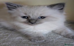Ragdoll cats for sale:  Ragdoll kitten  - Advert 6