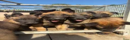 Belgian Shepherd Dog dogs for sale: True to type Belgian Malinois Pups  - Advert 1