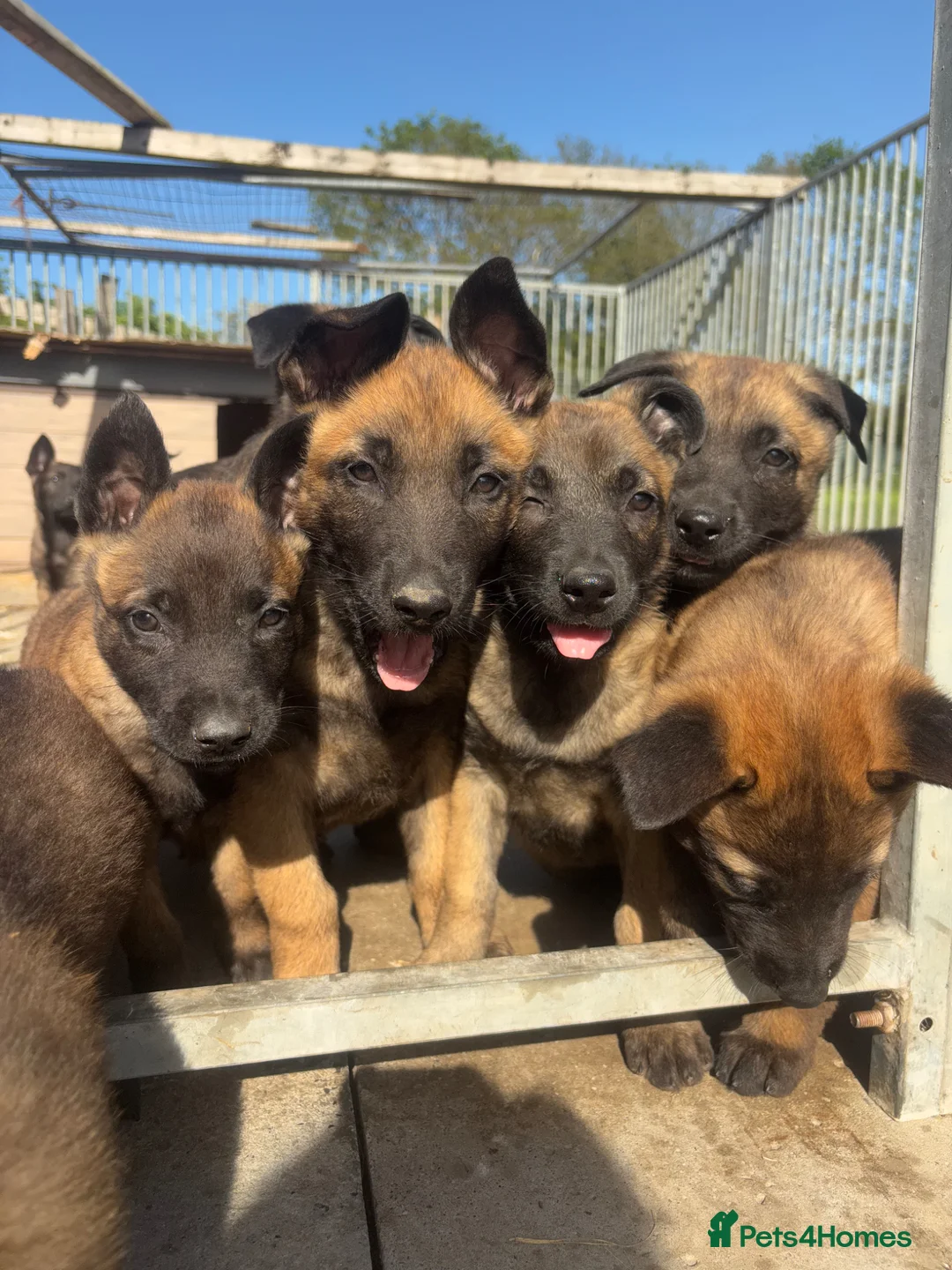 Belgian Shepherd Dog dogs for sale: True to type Belgian Malinois Pups  - Advert 1