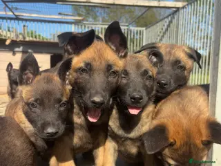 Belgian Shepherd Dog dogs True to type Belgian Malinois Pups - Advert 5