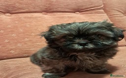 Malshi dogs for sale: Malshi 2 puppies boys - Advert 4