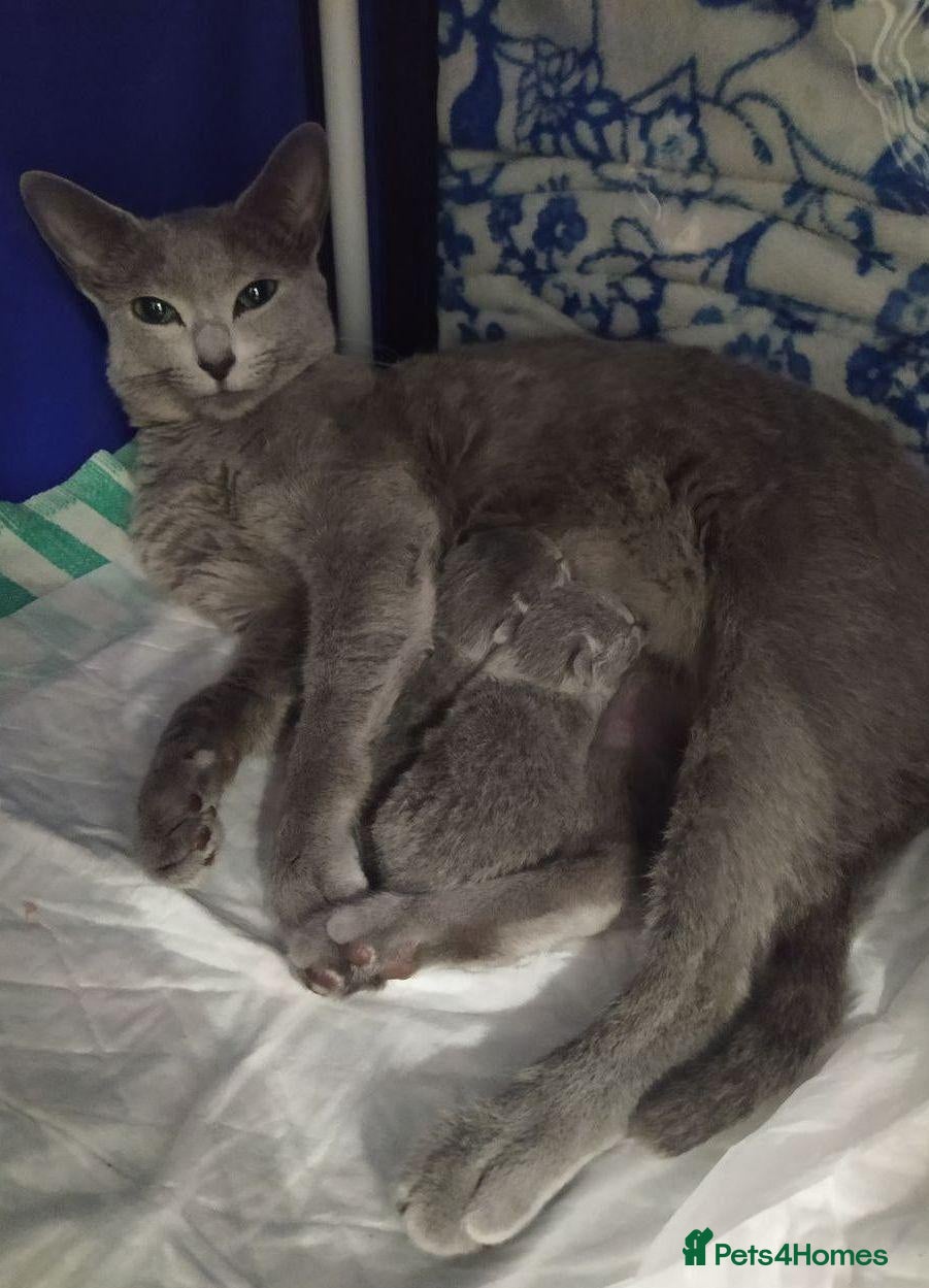 Russian Blue cats Four Little Blue Dreams Russian Blue Kittens  - Advert 9