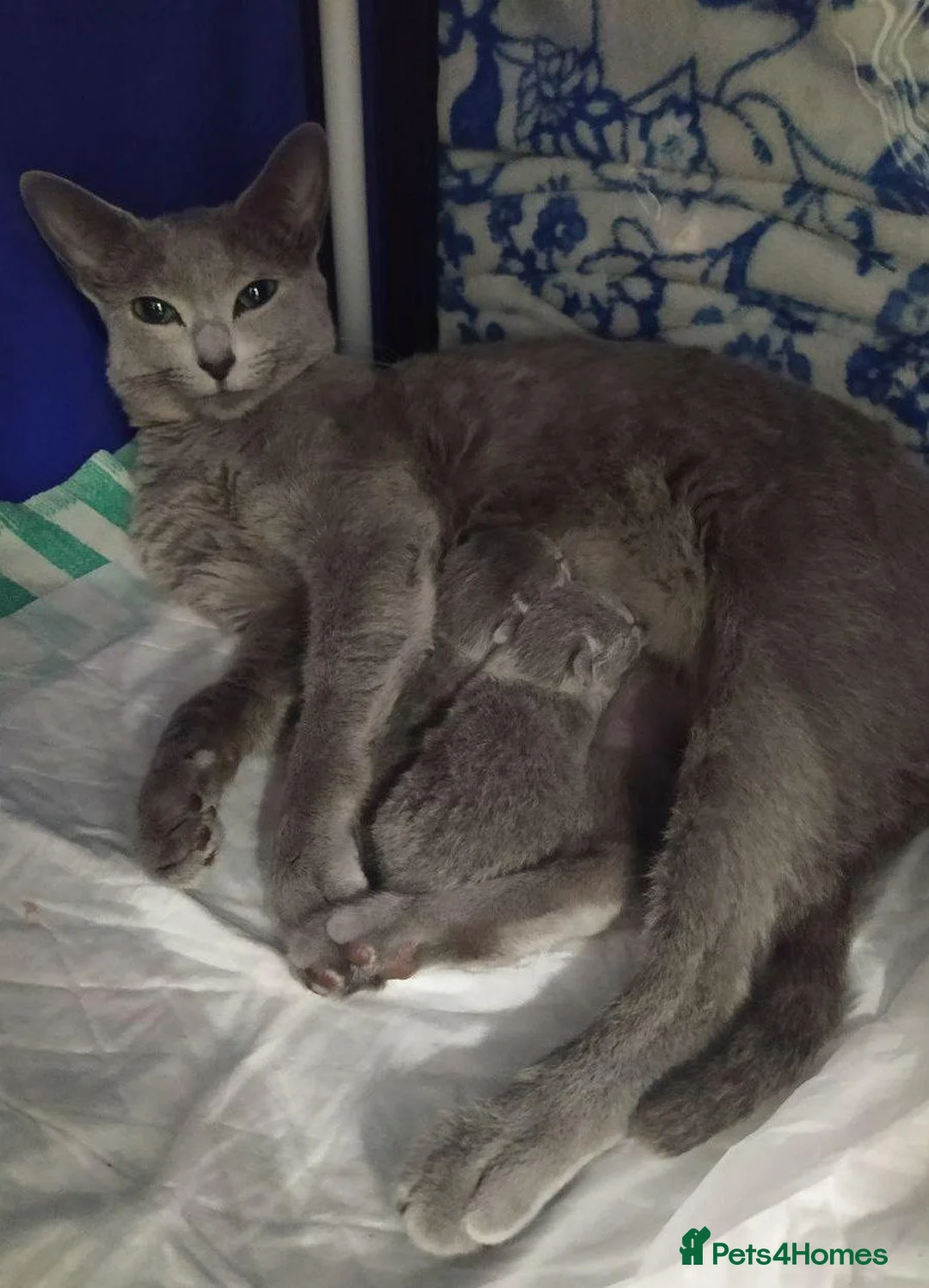 Russian Blue cats for sale: Four Little Blue Dreams Russian Blue Kittens  in London - Advert 1