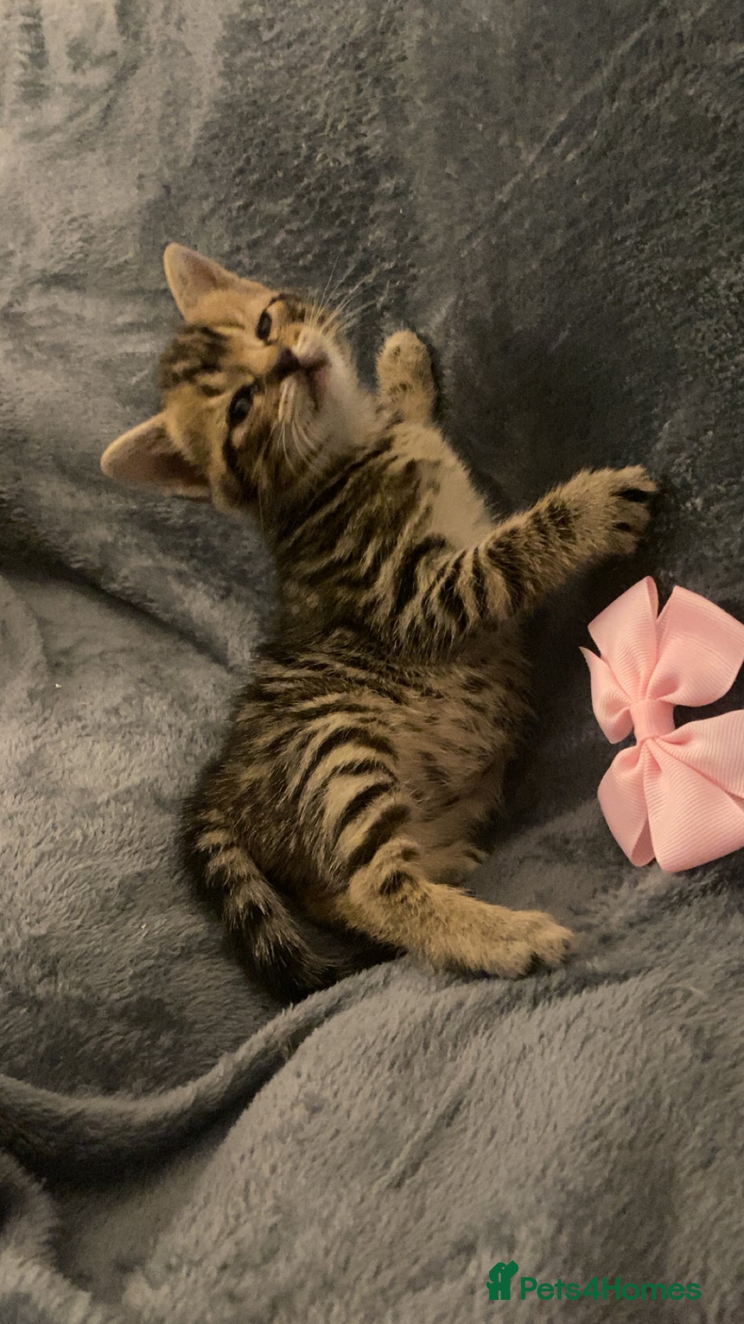 Mixed Breed cats for sale: Mixed bengal and Norwegian kittens  - Advert 10